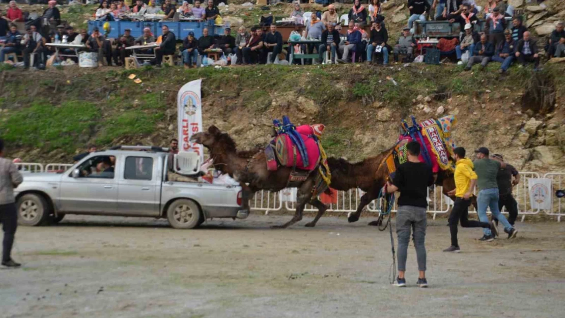 Rakibinden kaçan deve kamyonetin kasasına bindi