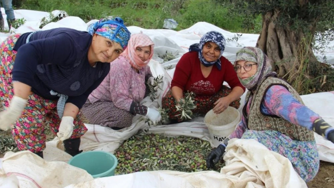 Sofralık zeytin üretiminin yüzde 10'unu Aydın karşılıyor