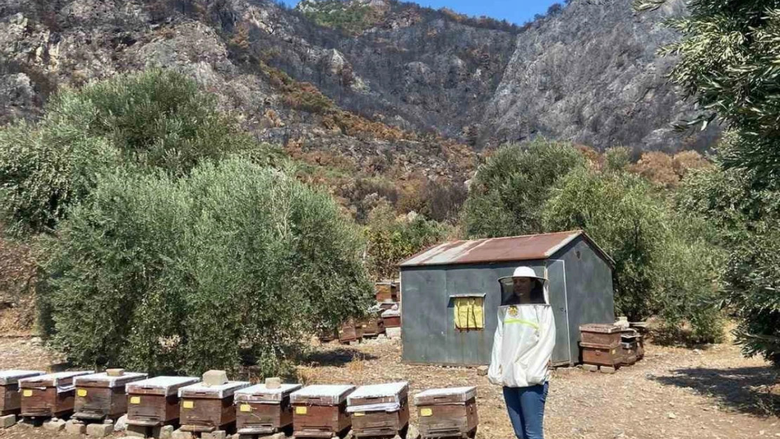 Söke'de arı konaklatma yerleri denetimleri sürüyor