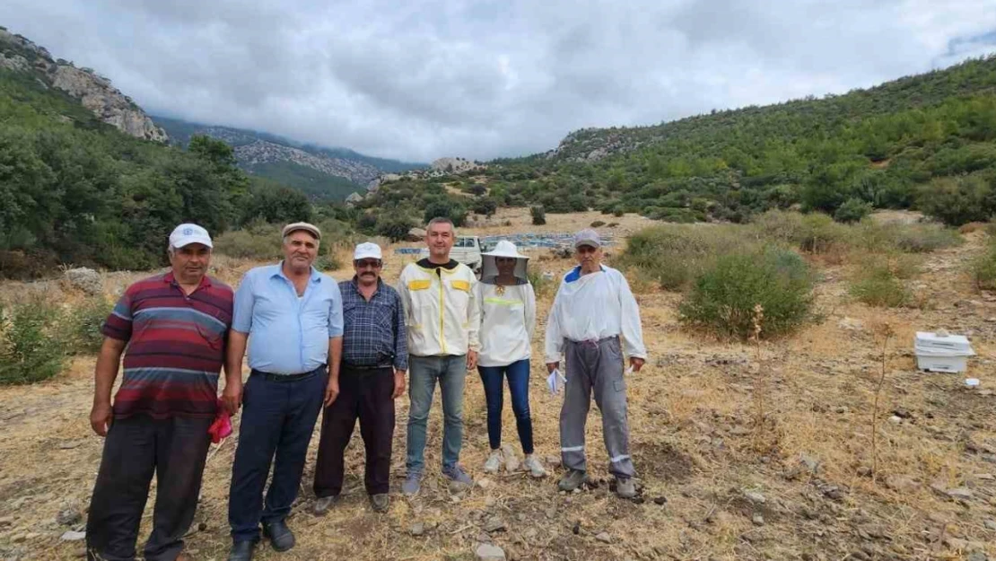 Söke'de arıcılık desteklemeleri için kovan tespit çalışmaları devam ediyor