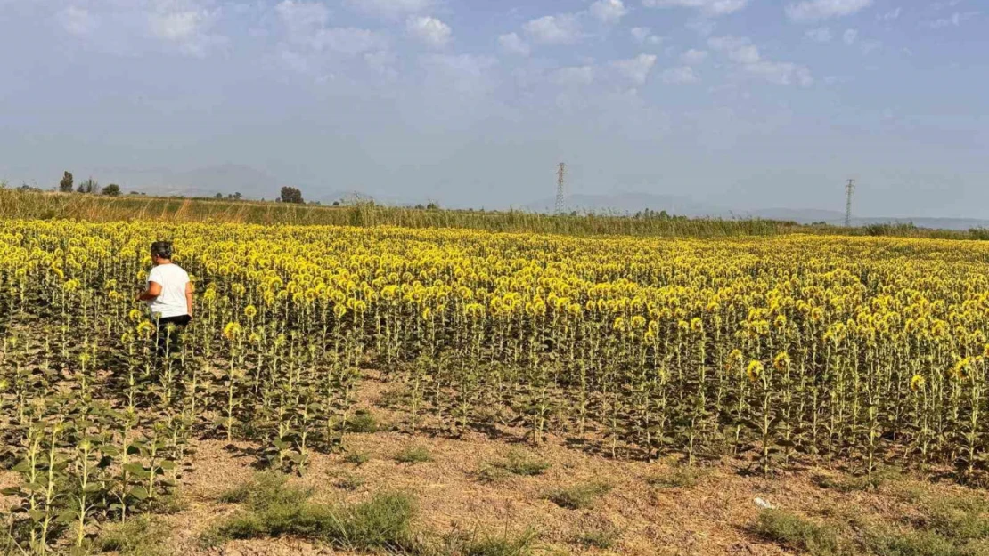 Söke'de ayçiçeği tarlaları taranıyor