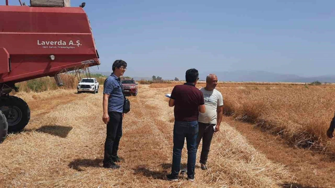 Söke'de dane kaybının önlenmesi için kontroller devam ediyor