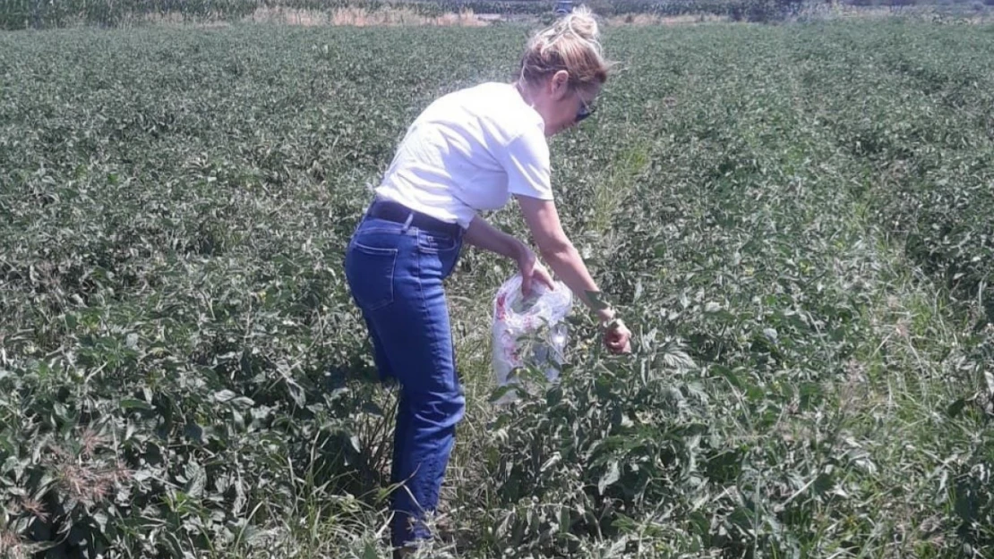 Söke'de hasat öncesi pestisit kontrolü yapıldı
