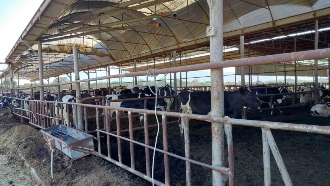 Söke'de hastalıktan ari işletmeler denetlendi