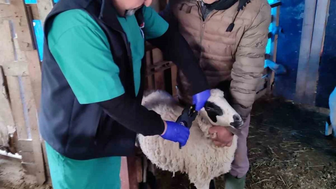 Söke'de küçükbaş hayvanların aşılanması devam ediyor