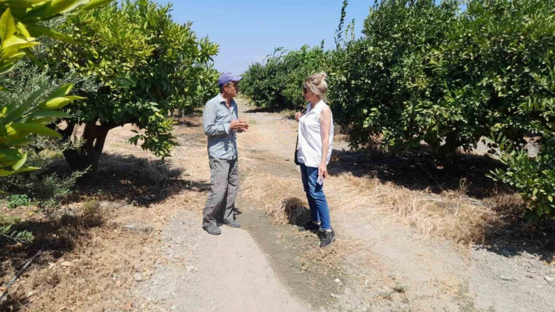 Söke'de narenciye bahçeleri kontrol edildi