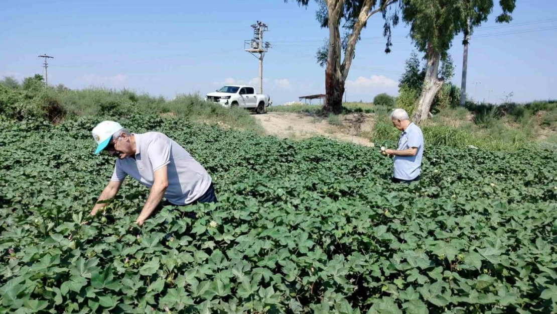Söke'de pamuk tarlalarındaki verim umut veriyor