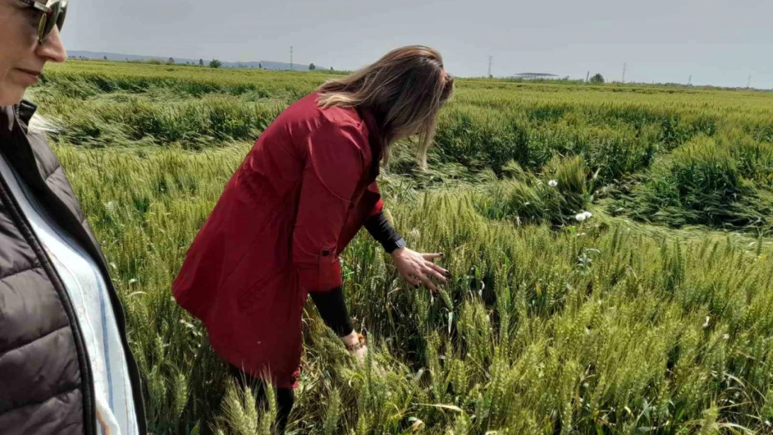 Söke'de tarım arazilerinin röntgeni çekildi