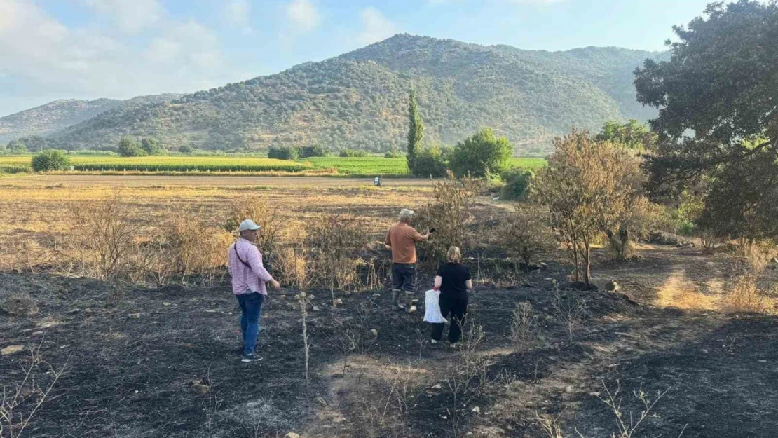 Söke'de yangından etkilenen 500 dekarlık zeytinlik alanında hasar tespiti yapıldı