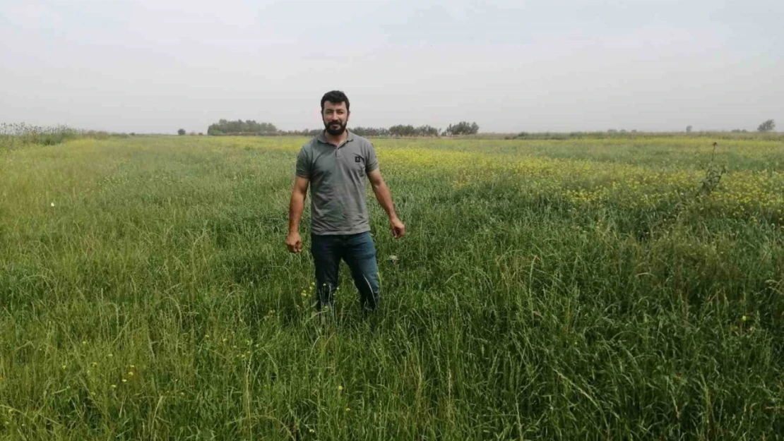 Söke'de yem bitkileri desteği kapsamında tarla kontrolleri gerçekleştirildi