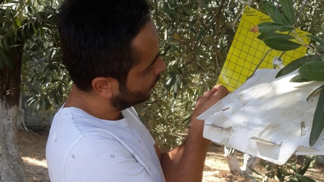 Söke İlçe Tarım'dan zeytin sineği uyarısı