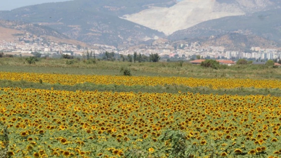 Söke Ovası sarıya boyandı