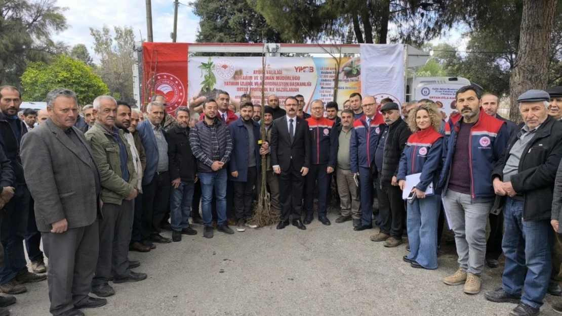 Sultanhisar'da 6 bin kestane fidanı dağıtıldı