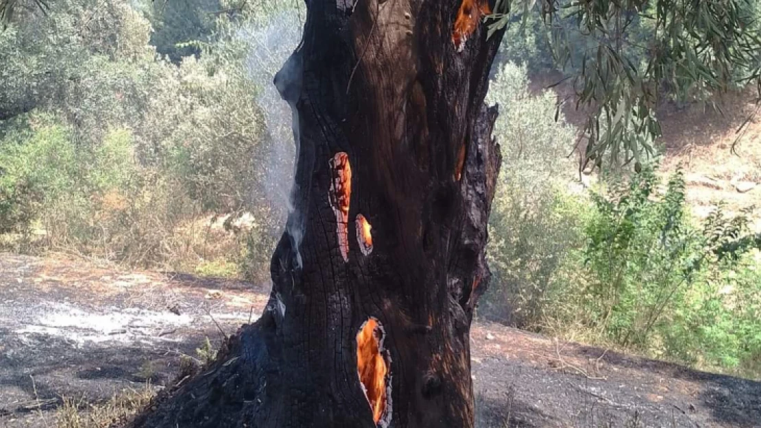 Sultanhisar'da asırlık zeytin ağaçları küle döndü