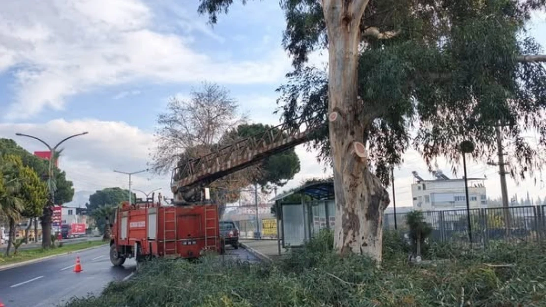 Sultanhisar'da belediye ekiplerinden yol ve ağaç budama çalışması