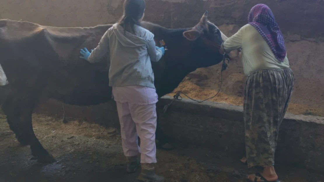 Tarım Müdürlüğü ekipleri şapla mücadele ediyor