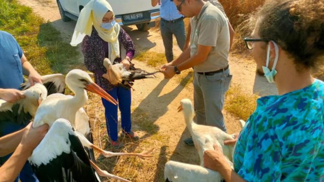 Tedavileri yapılan leylekler doğaya bırakıldı