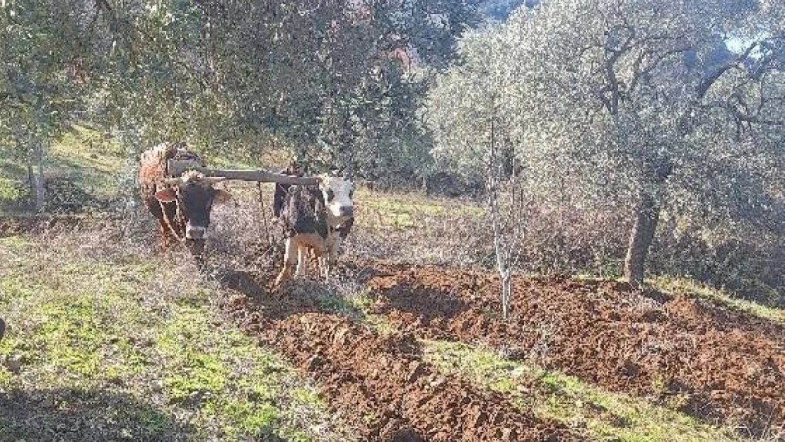 Teknolojinin işlemediği Aydın dağlarında çiftçilerin zorlu mesaisi erken başladı