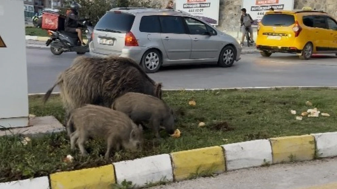 Yaban domuzu besleyen 3 kişiye para cezası