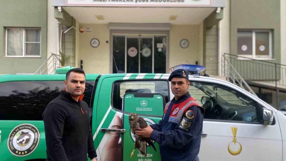 Yaralı halde bulunan Kızıl Şahin, tedavisinin ardından doğaya salındı