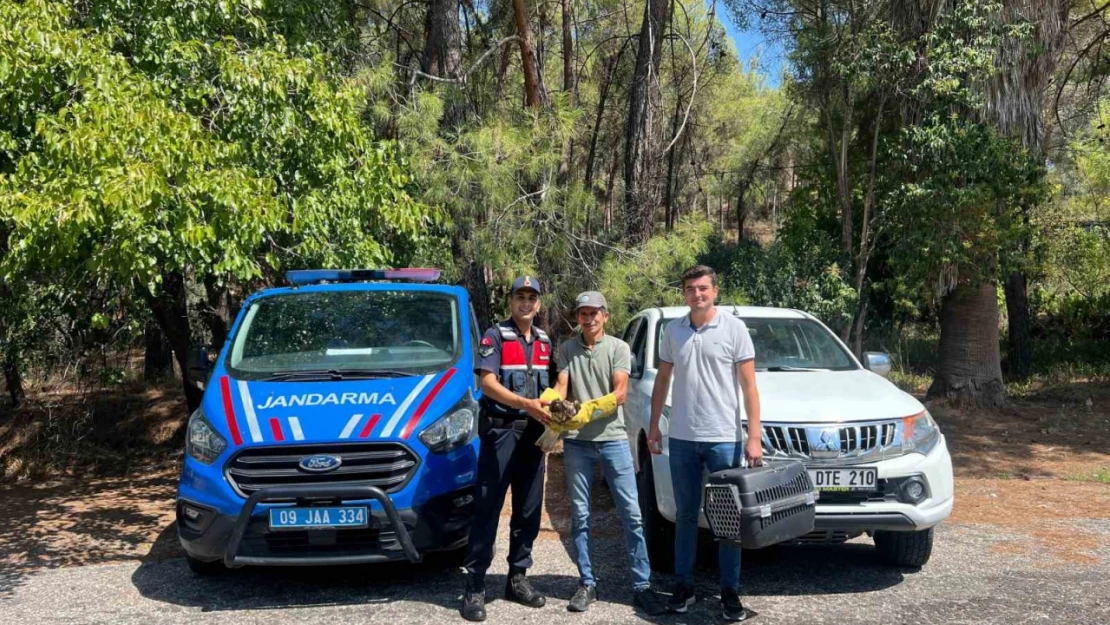 Yaralı şahin, jandarma ekiplerince kurtarıldı