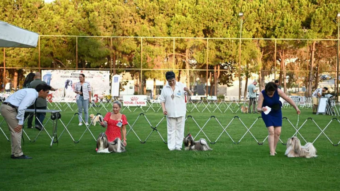 Yarışmaya katılan köpekler dikkat çekti