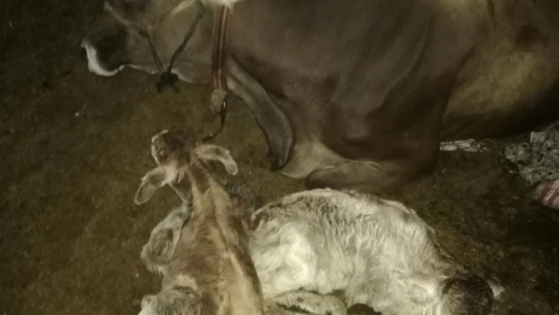 Yeni doğan ikiz buzağılara 30 Ağustos'a özel isim