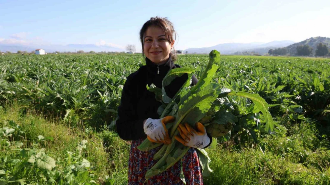 Yeşil elmas 'enginar' tarlada 20, tabakta 400 lira