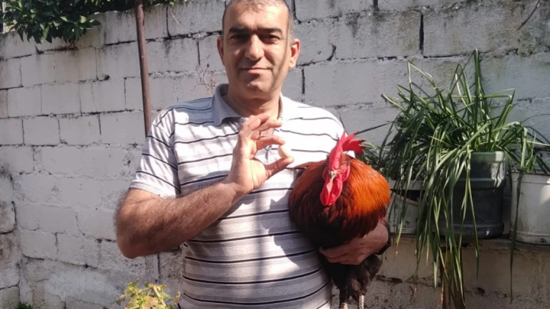 Yumurtlayan horoz şaşırttı