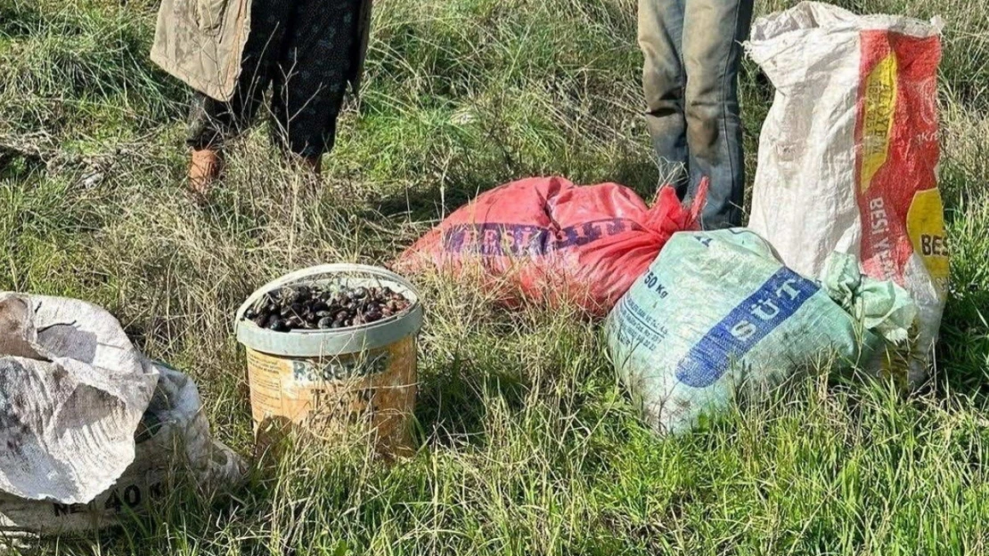 Zeytin hırsızı yakalandı