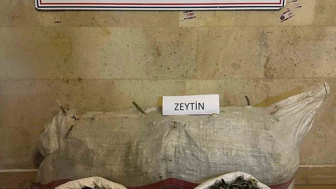 Zeytin hırsızları yakalandı