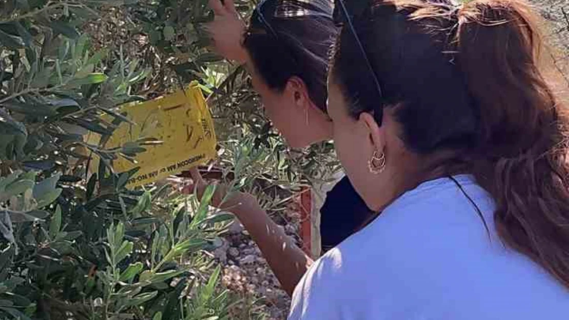 Zeytin üreticilerine 'ilaçlama' çağrısı