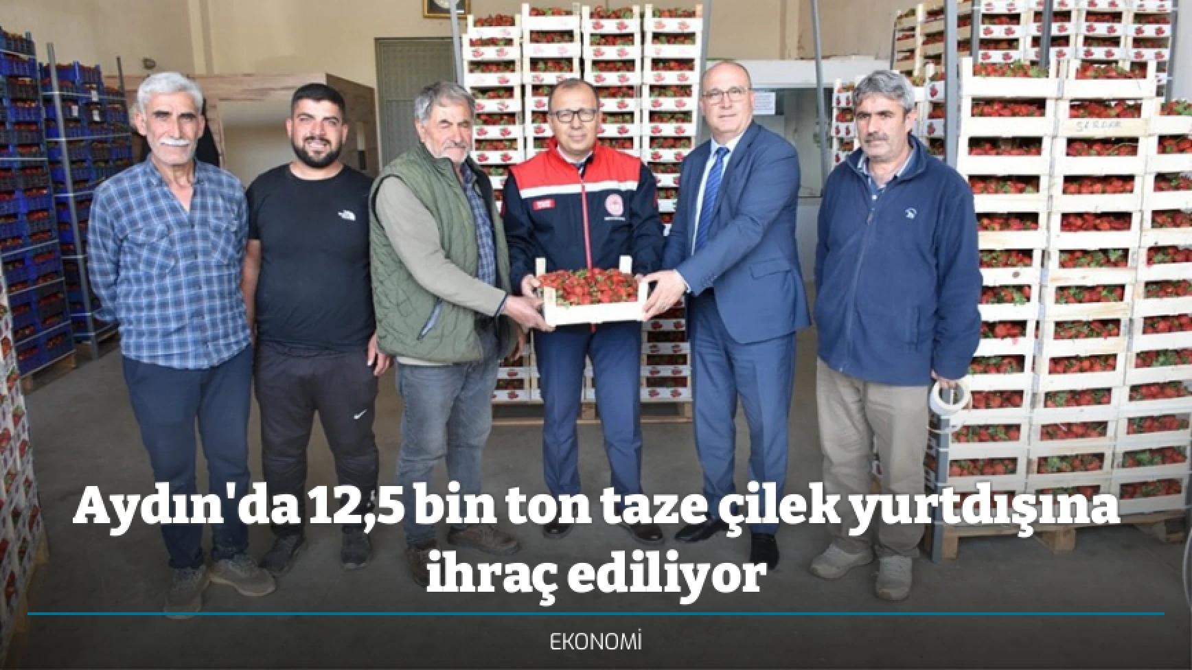 Aydın'da 12,5 bin ton taze çilek yurtdışına ihraç ediliyor
