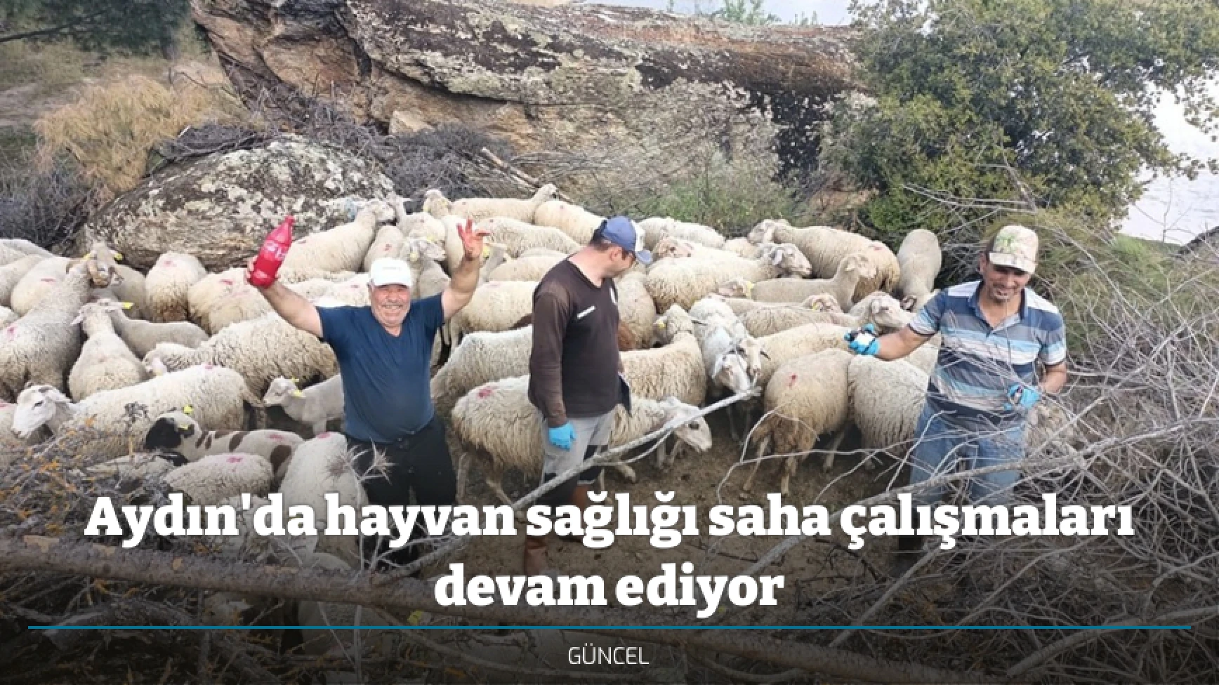 Aydın'da hayvan sağlığı saha çalışmaları devam ediyor