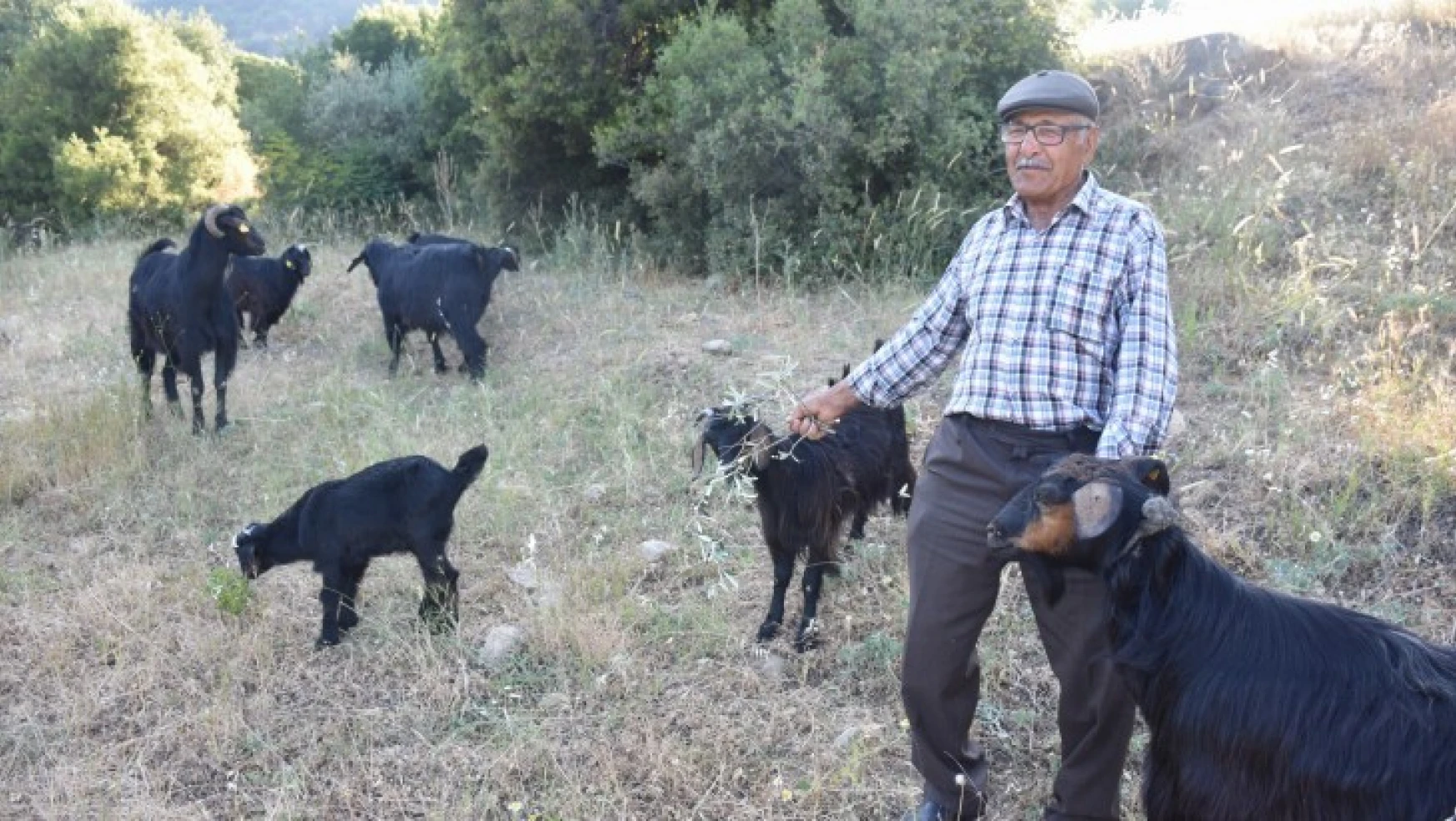 82 yaşında türkülerle çobanlık yapıyor