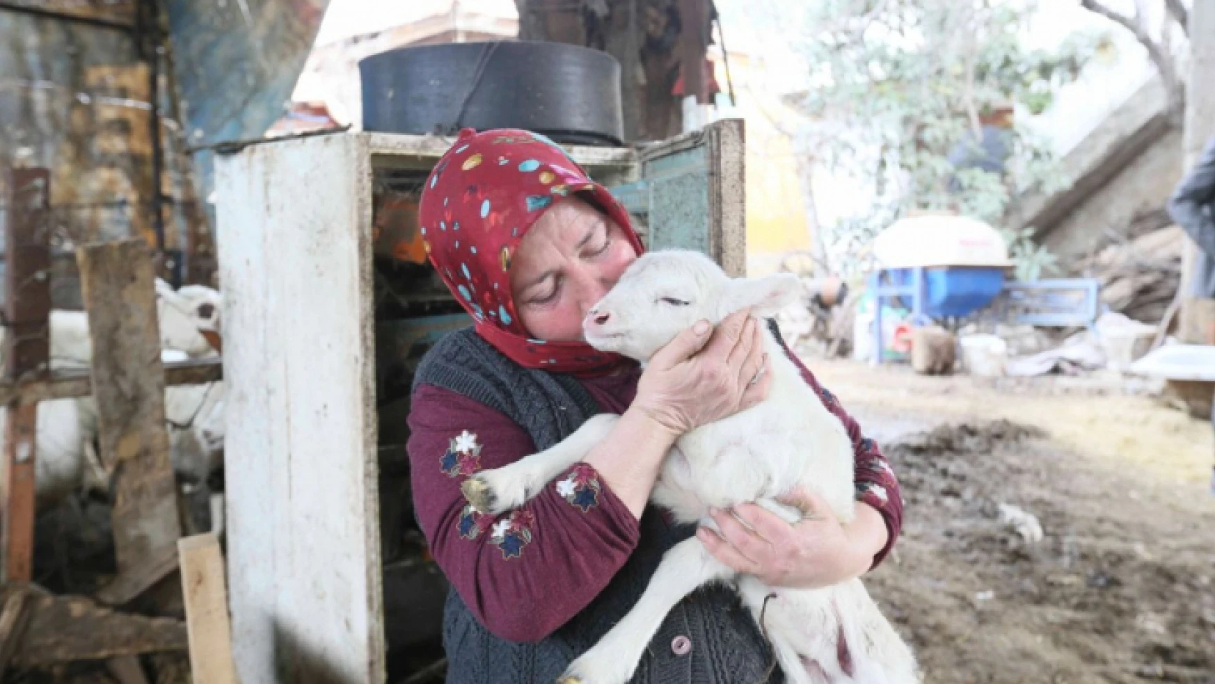 Aydın Büyükşehir Belediyesi'nin koyun hibe desteği ile sürüler büyüyor