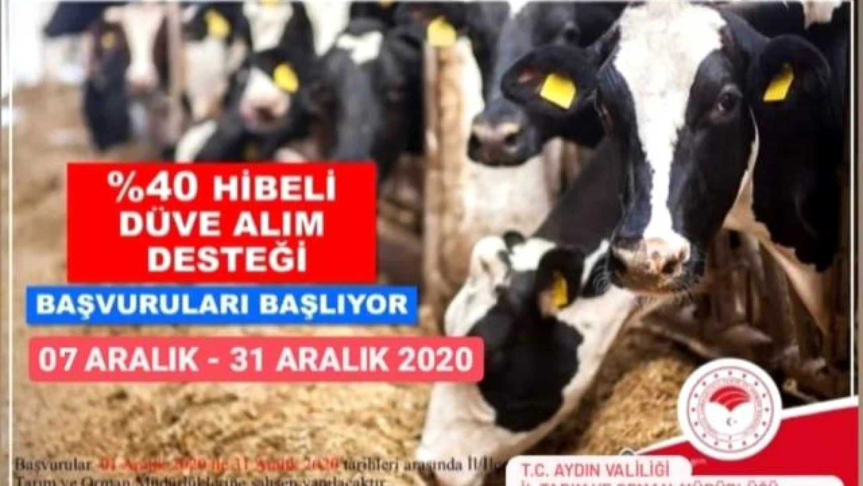 Aydın'da çiftçilere düve alım desteği verilecek