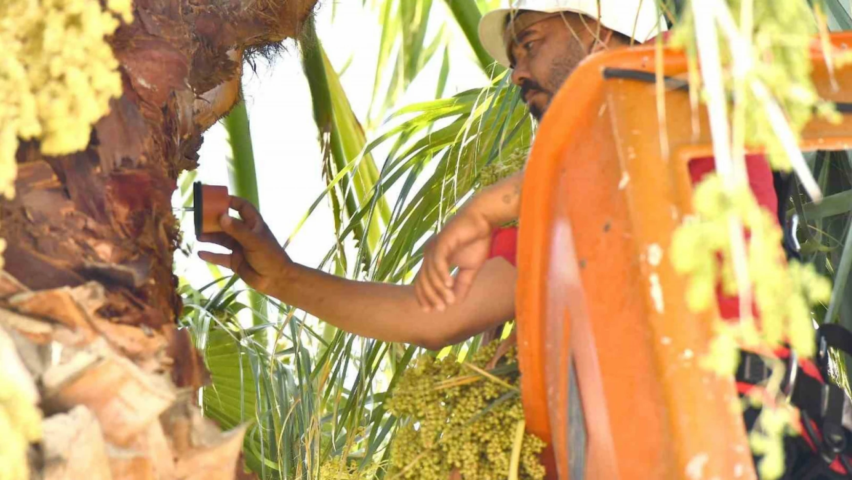 Aydın'da kırmızı palmiye böceği kontrolleri yapılıyor