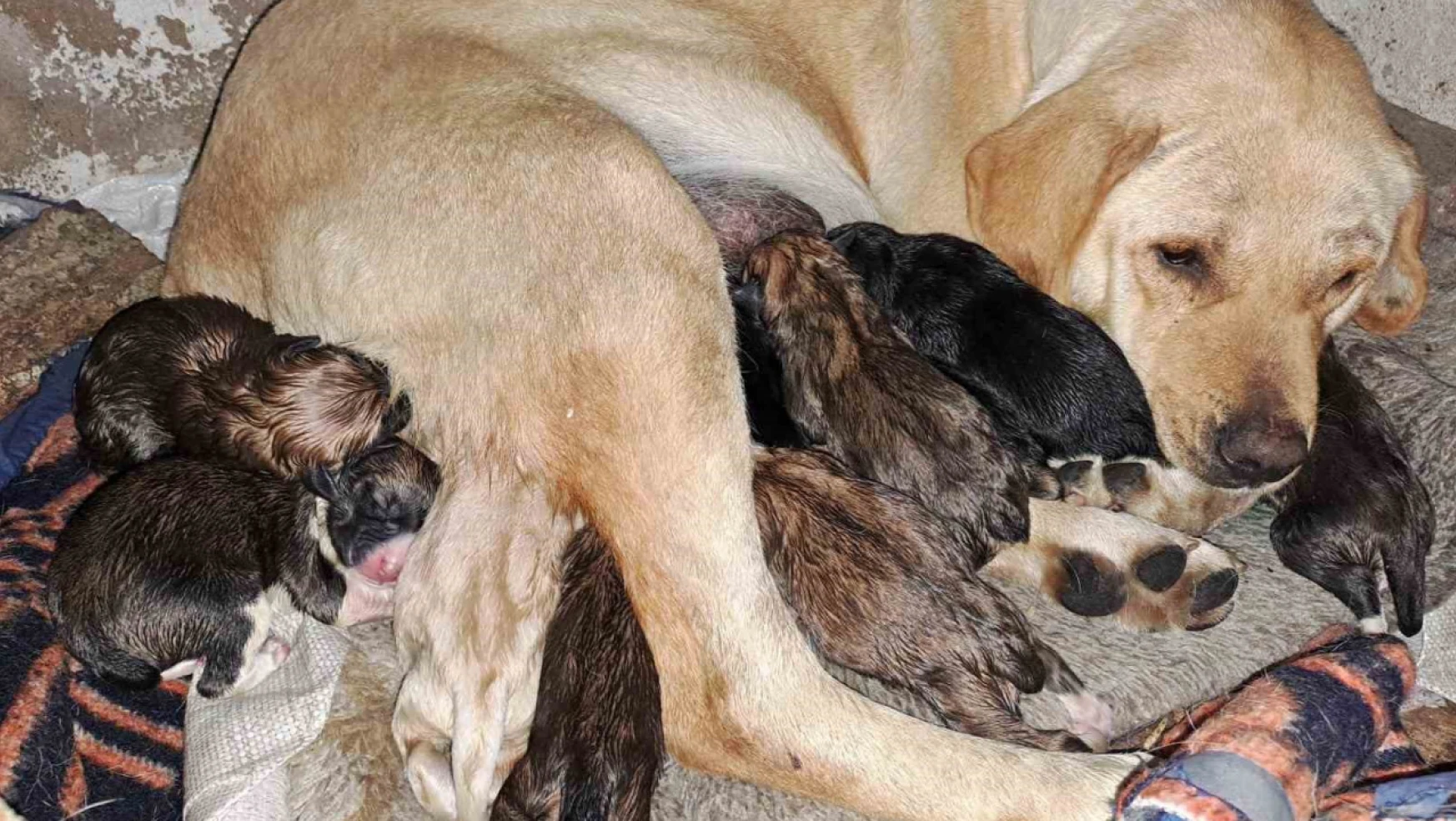 Aydın'da sokak köpeği bir batında 12 yavru doğurdu