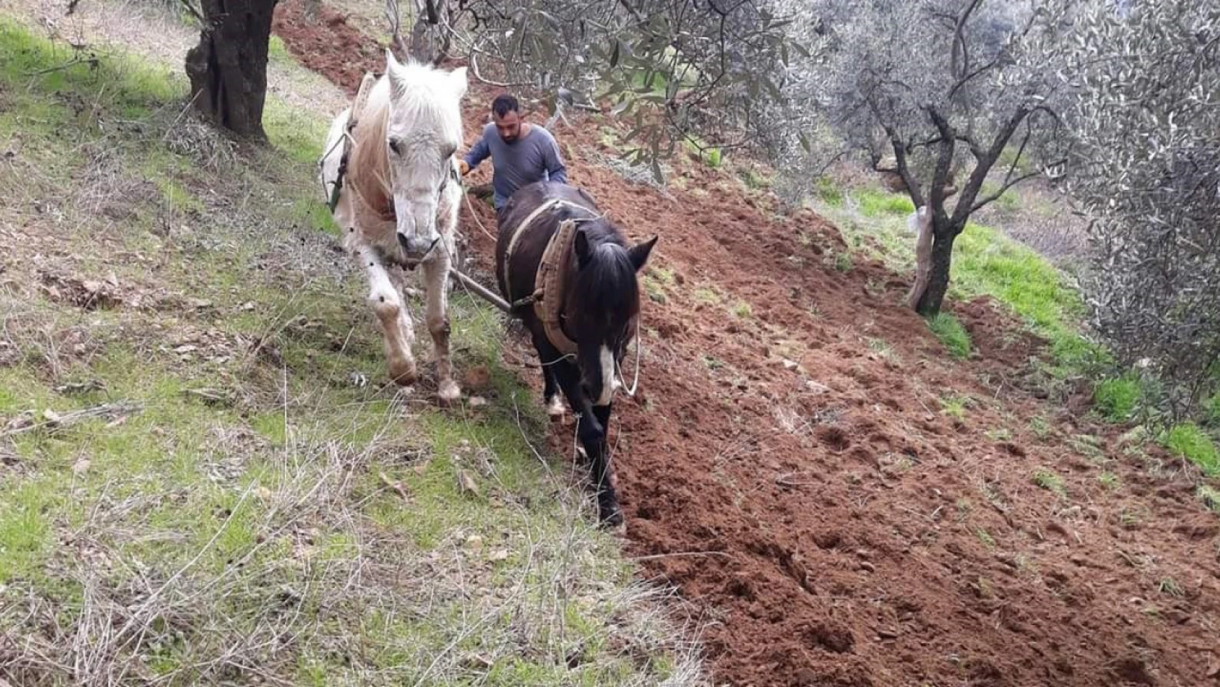 Aydın'ın dağlarında atlar, çiftçinin imdadına yetişiyor