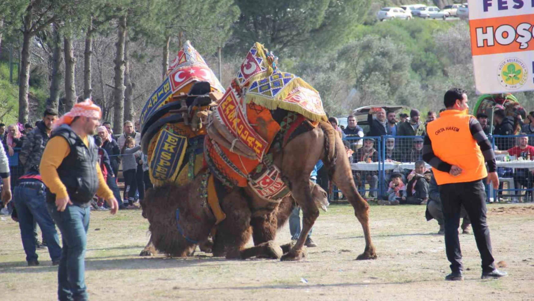 Başkan Güler'den deve güreşine davet