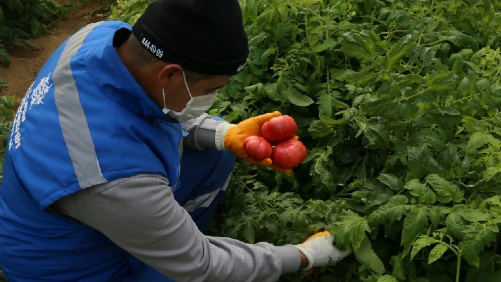 Büyükşehir Belediyesi ata tohumlu meyvelerin hasadına başladı