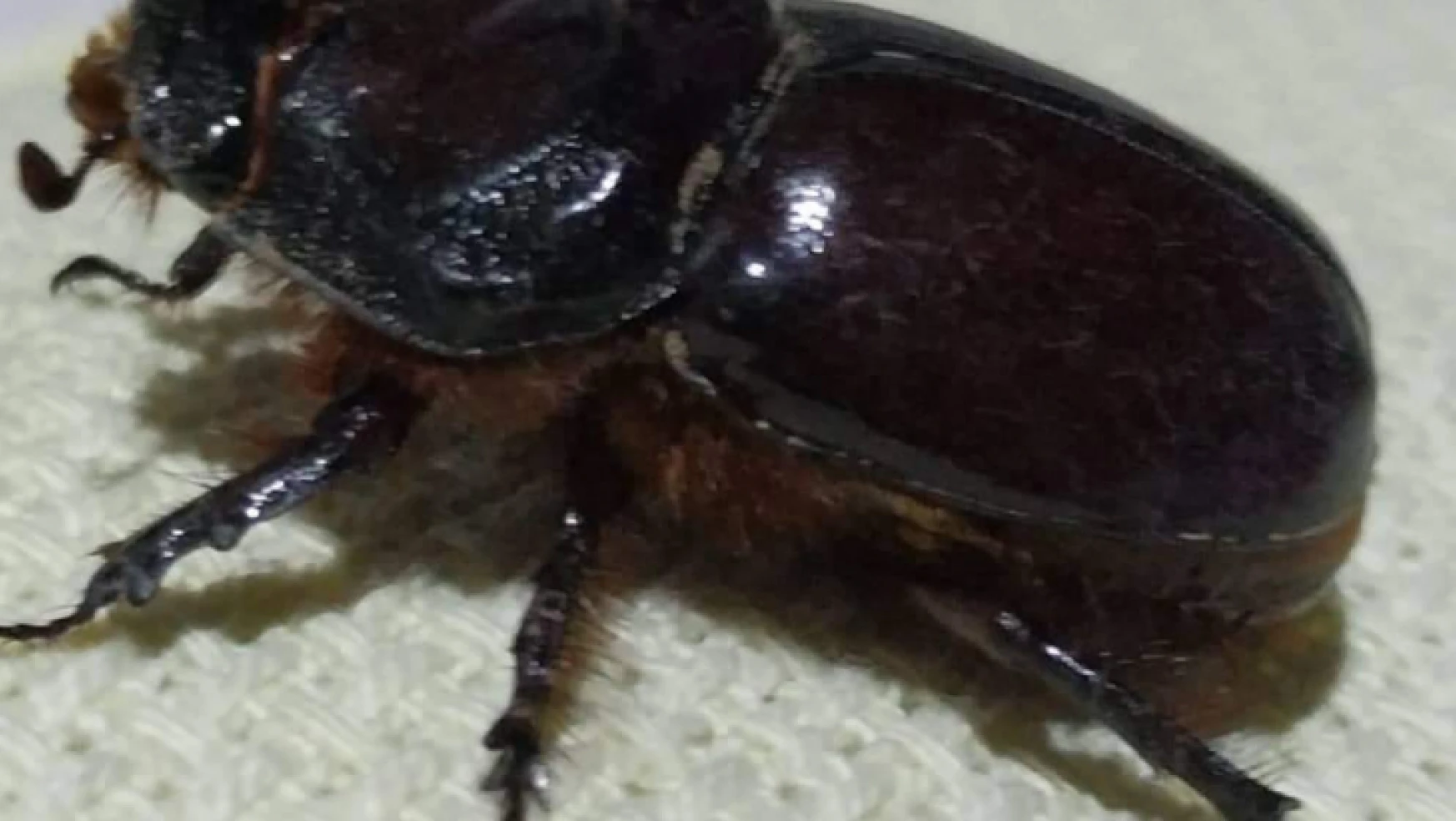 Dünyanın en güçlü böceği Nazilli'de görüldü
