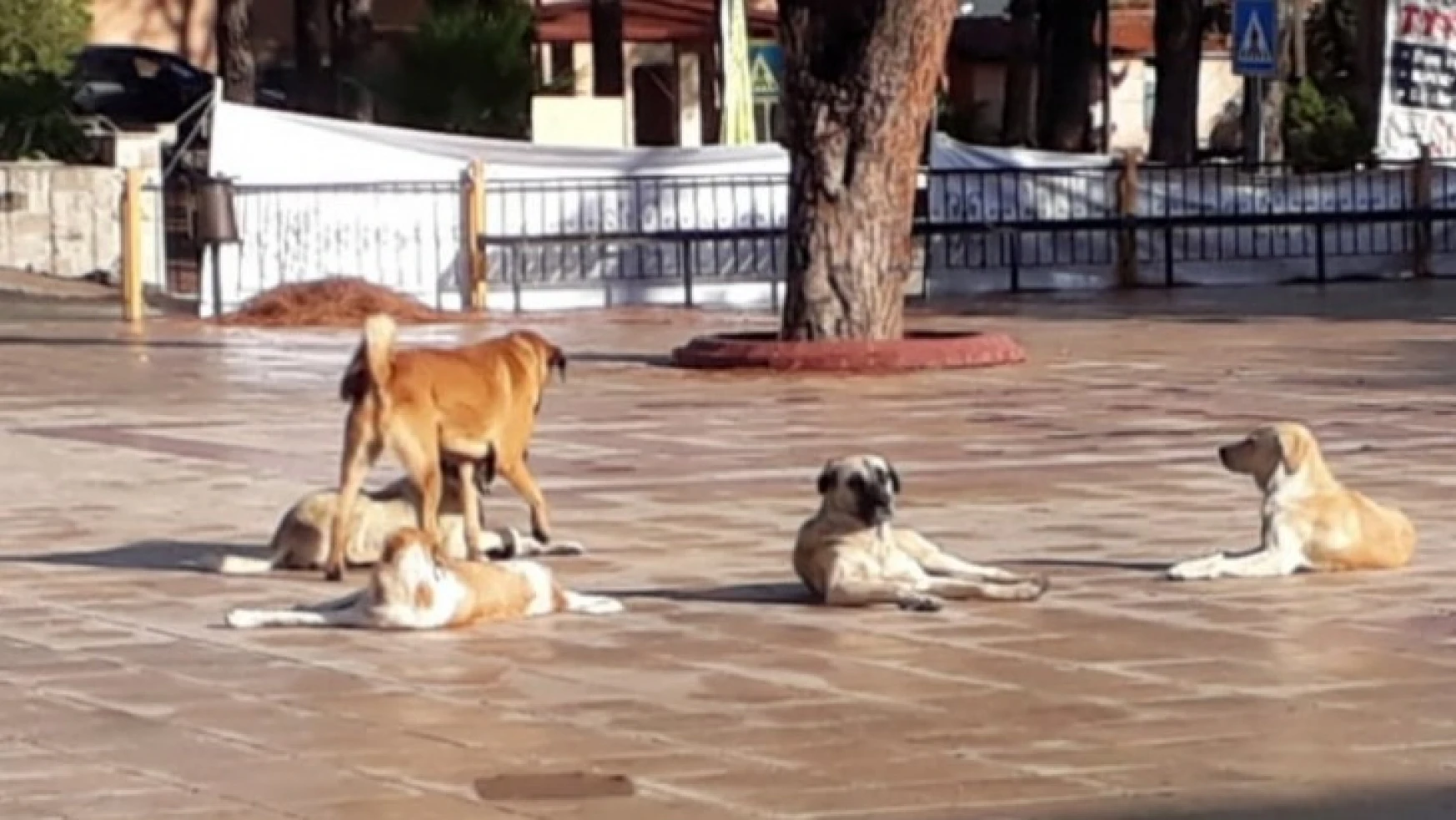 Karacasu'da sokak hayvanları müfettiş raporuna yansıdı