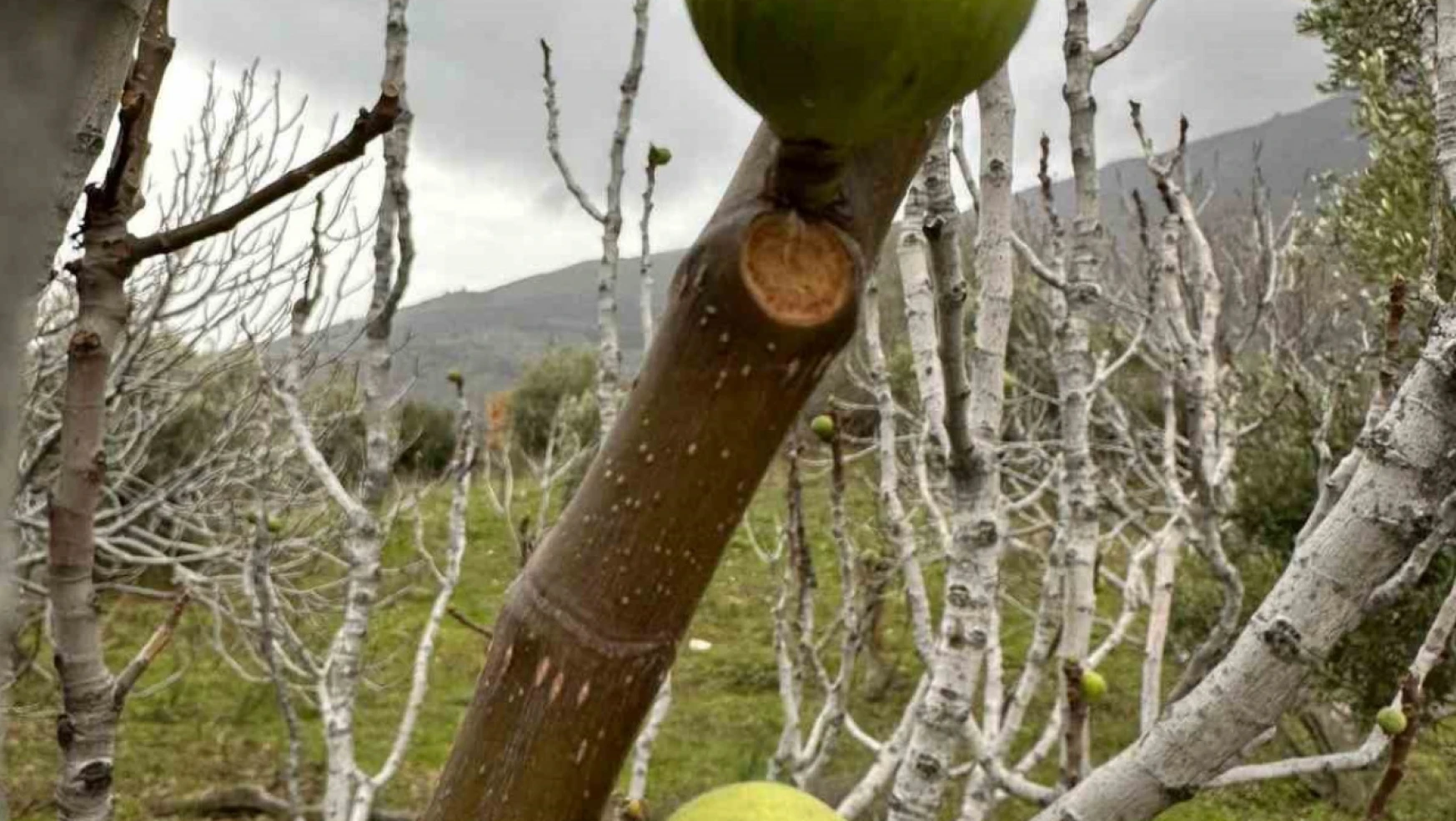 Küresel ısınma, incir ağaçlarını da şaşırttı