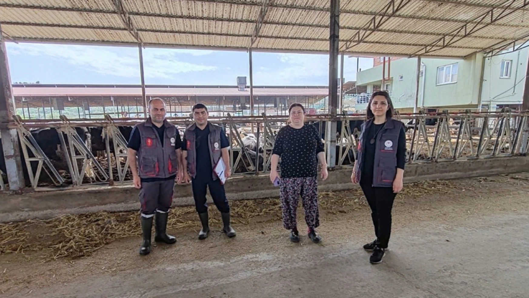 Kuyucak'ta damızlık sığır ithalatı işletmeleri denetlendi