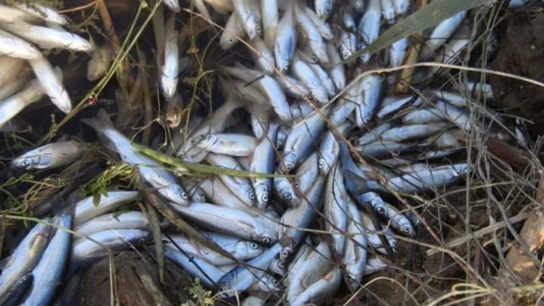 Menderes'te korkutan balık ölümleri