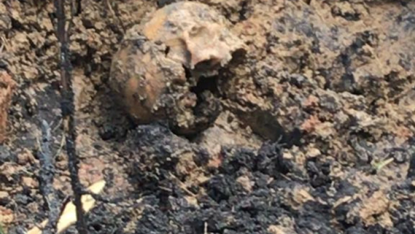 Nazilli'de esrarengiz kafatası ve kemikler bulundu