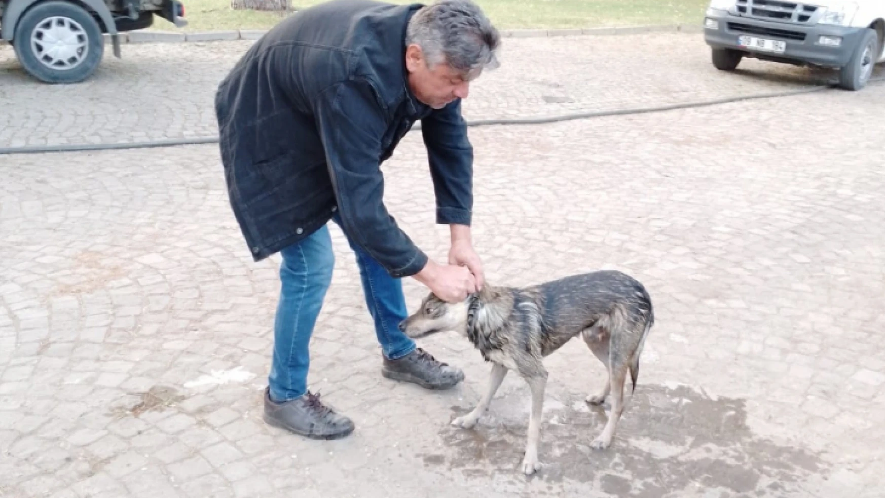 Nazilli'de havuza düşen sokak köpeğini belediye ekipleri kurtardı 