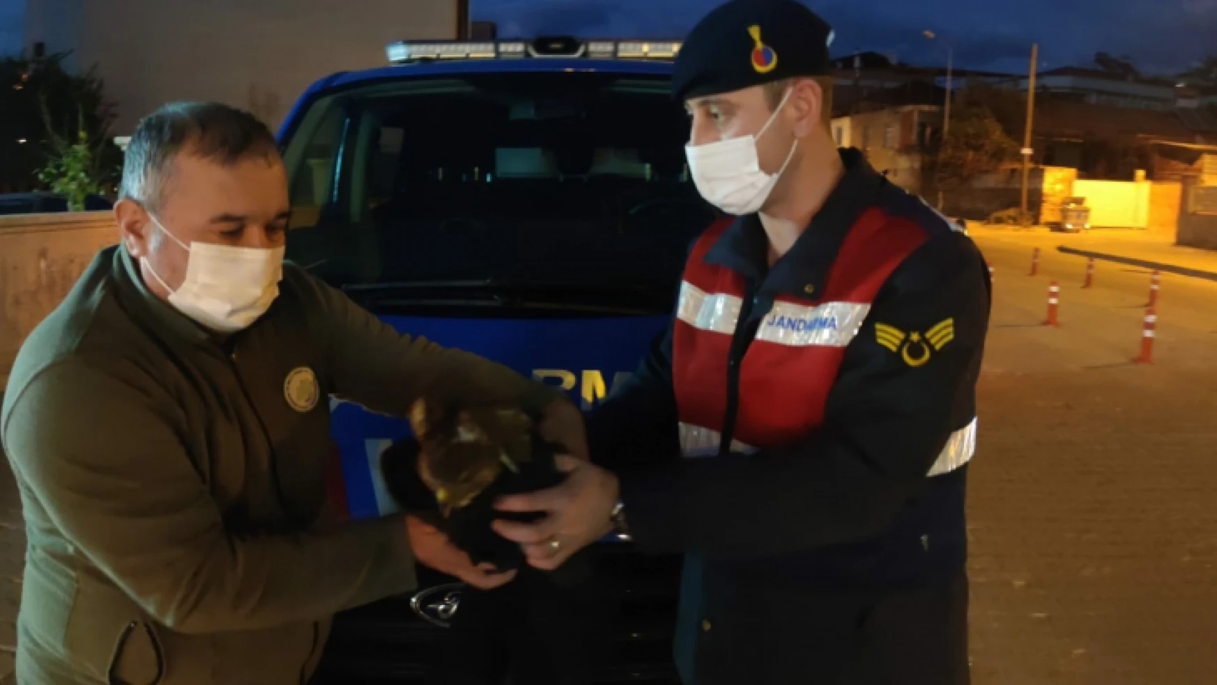 Nazilli'de İl Jandarma Komutanlığı ekipleri yaralı şahini kurtardı
